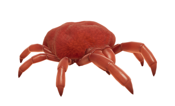 Lawn Mite